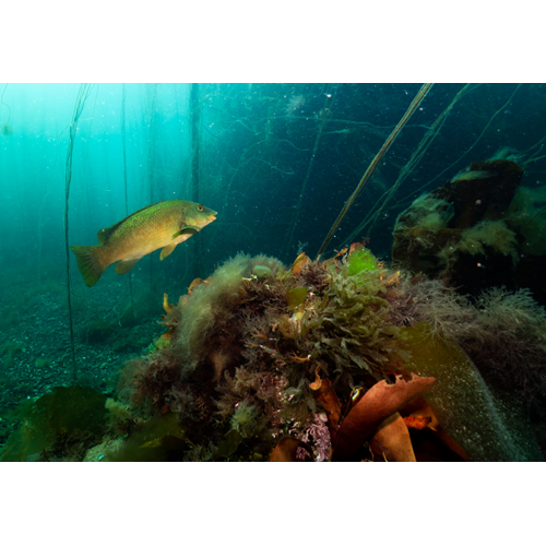 Porthkerris 5th - 7th September 2025